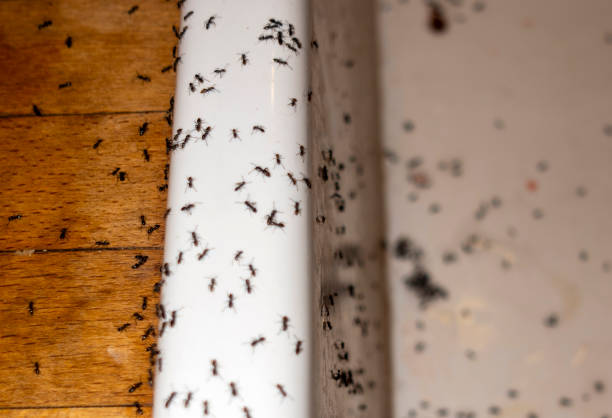 Best Flea Control Services  in Cleveland, FL