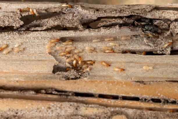 Best Affordable Pest Control Services  in Cleveland, FL